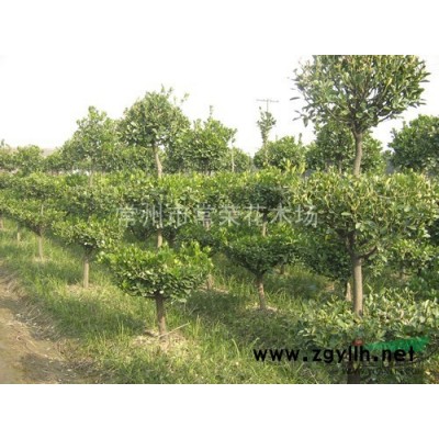 供应10-20分支，高1.5米以上丛生连翘（黄金条），连翘球