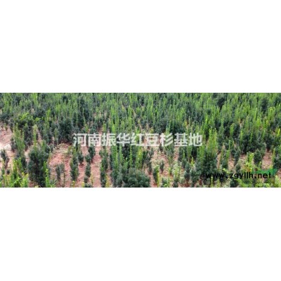 河南红豆杉