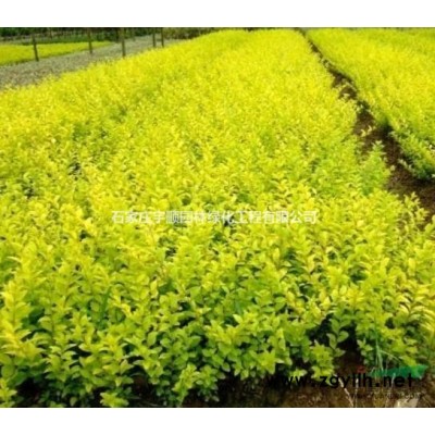 石家庄宇顺苗木，专供金叶女贞、法桐、美国红枫