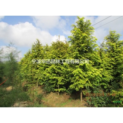 3-8公分的金叶水杉苗10000株