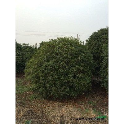 安徽周边提供桂花，香樟，广玉兰，黄山栾树。