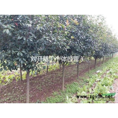 松滋市红叶石楠供应 高杆红叶石楠 单干红叶石楠 独干红叶石