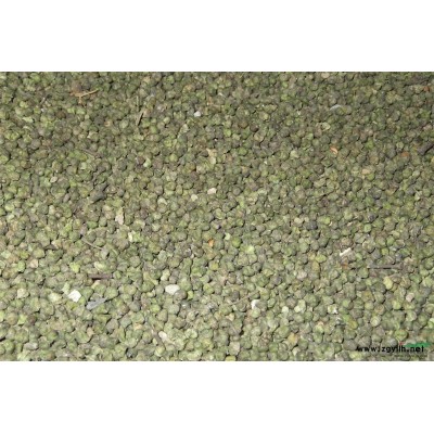 一年生朴树苗供应\江苏一年生朴树苗\江苏一年生朴树苗价格