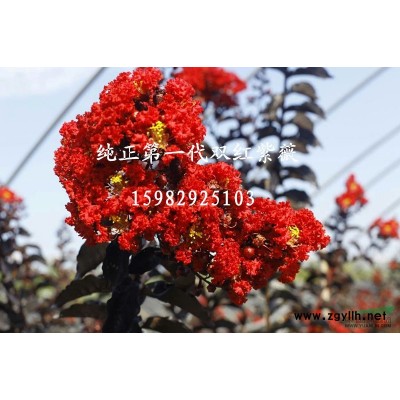 四川地区供应美国红枫-红点