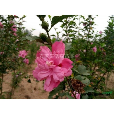 河北地区供应毛白杨