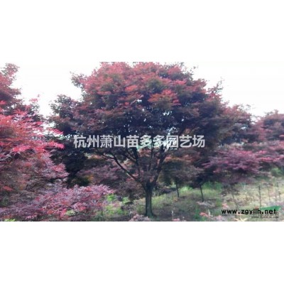 木槿、花石榴、红千层、金银花、红叶桃、丁香、连翘、夹竹桃