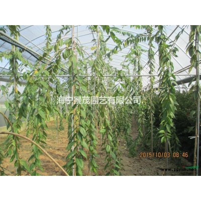 红叶紫薇又名天鹅绒