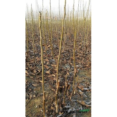 处理直径4-5公分香玲核桃树