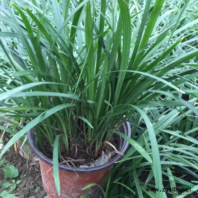 无刺枸骨球行情报价\无刺枸骨球图片展示