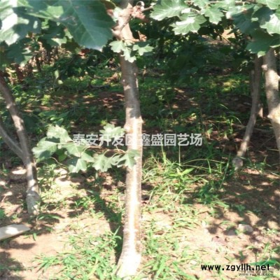 供应优质杏树苗 3公分杏树苗 凯特杏树苗价格 品种全 价格低