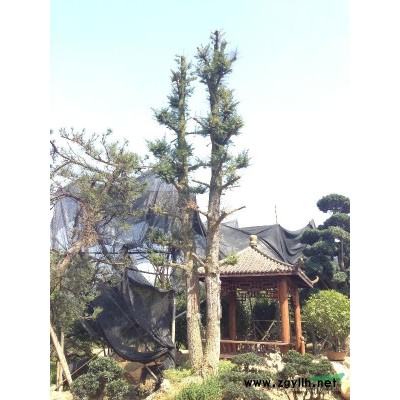 红花继木 编号：8146