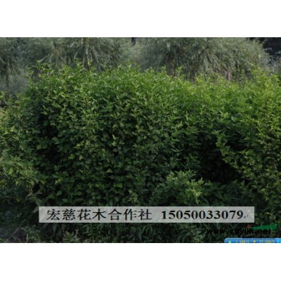 供应 小叶女贞球