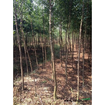 湖南地区大量供应香樟，杜英5公分