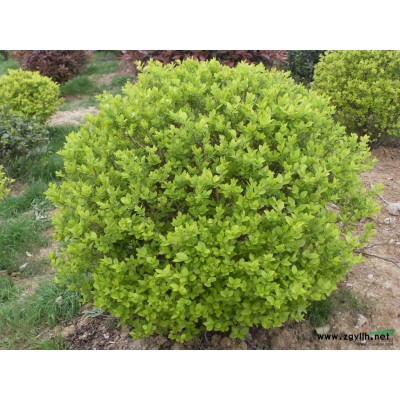 琼宇苗木场供小叶女贞球，金叶女贞，红叶小檗，龙柏等各种绿化苗