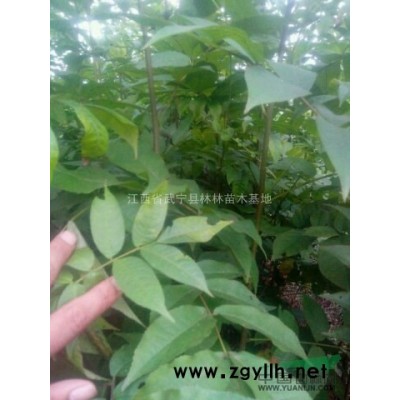 江西*大的红豆杉小苗专业种植基地 当年生红豆杉小苗图片