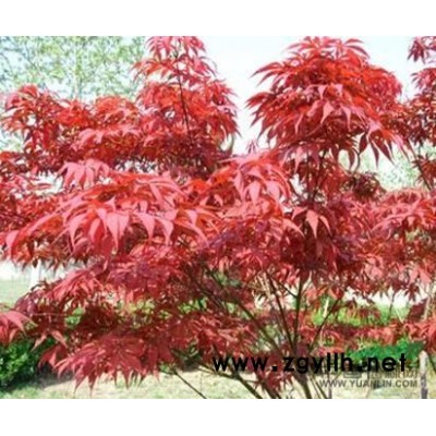 供应香樟、广玉兰、黄山栾树、重阳木、无患子、乌桕