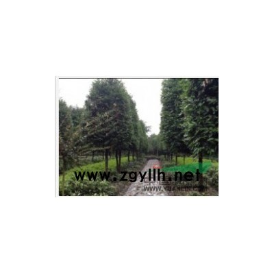 供应红继木、红叶石楠、南天竹、黄素梅、金边万年青