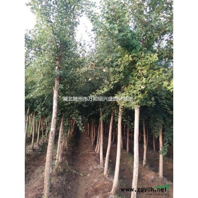 大量供应各种规格的五角枫、黄栌