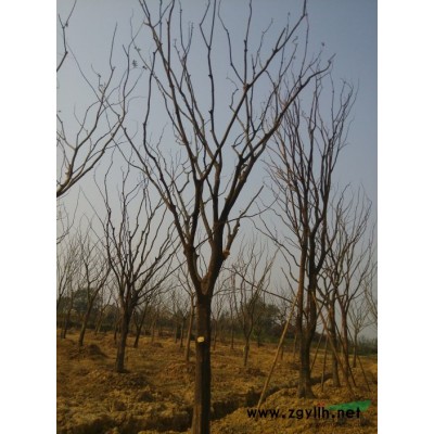 出售朴树，多分枝朴树各种规格