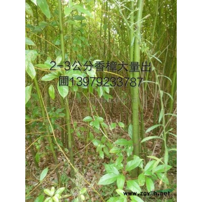 江西樱花小苗*新报价/樱花小苗图片