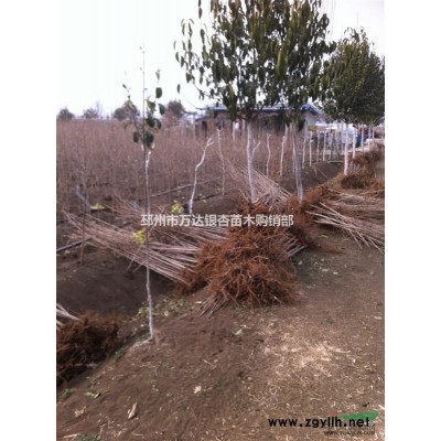 供应8-30公分嫁接银杏、嫁接银杏树价格