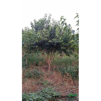 河北供应独杆金银木