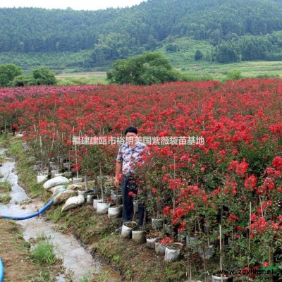 红叶紫薇基地实拍照片 建瓯市*大的红叶紫薇基地 南平红叶紫薇