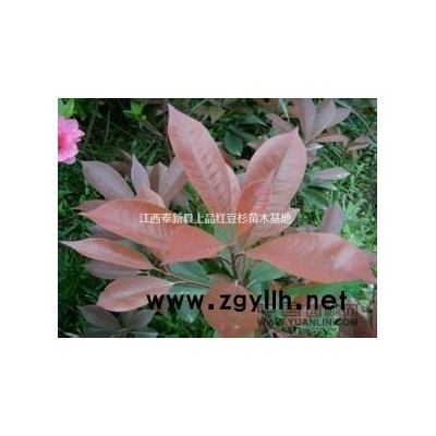 2016年江西低价批发枫香，红枫，竹柏，紫薇，无患子，马褂木
