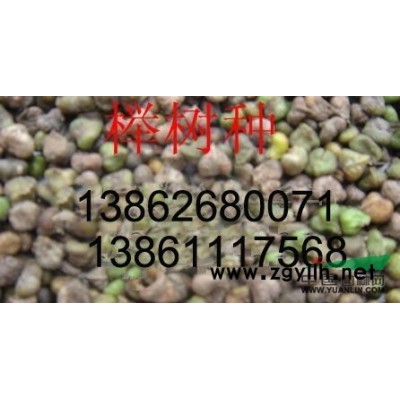 供应当年生榉树苗