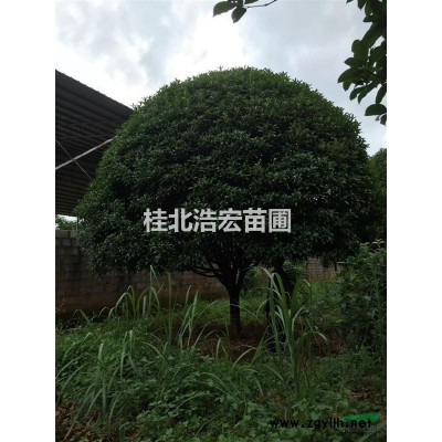 长期供应各规格桂花苗木