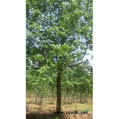 安徽供应巨紫荆4--8cm