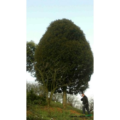 广西桂林供应桂花   银杏   红枫绿化苗木