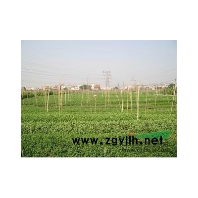 紫荆苗 木槿苗 垂柳苗 栾树苗 高杆女贞苗