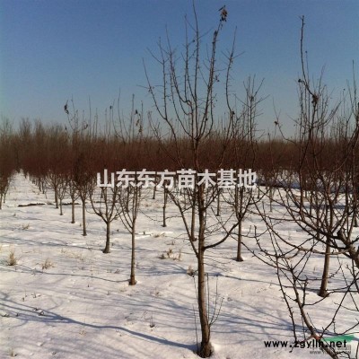 山东泰安东方苗木供应北美海棠、侧柏、垂柳