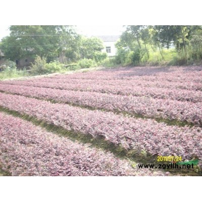 丛生朴树 全冠朴树