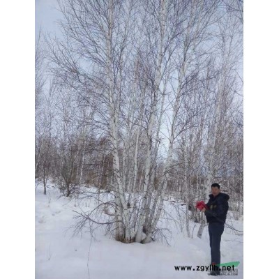 内蒙古大量供应8-10米丛生白桦