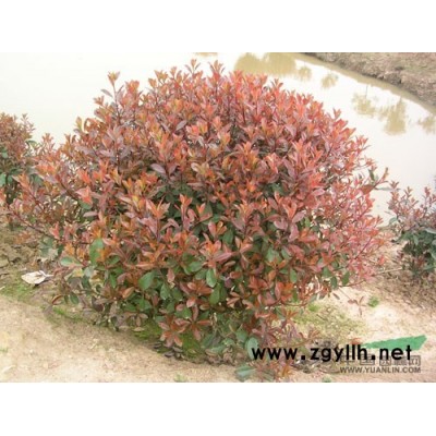 红叶石楠球P40-100