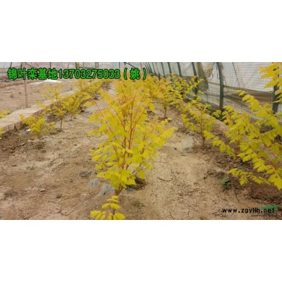 河北锦叶栾信息