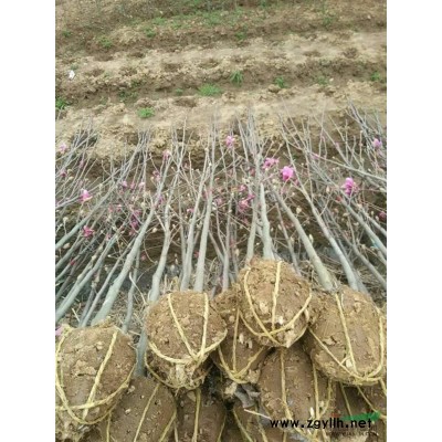 合肥地区供应 10--12香樟