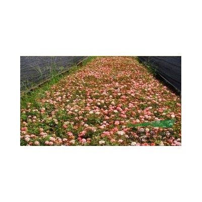 金叶女贞图片\金叶女贞报价