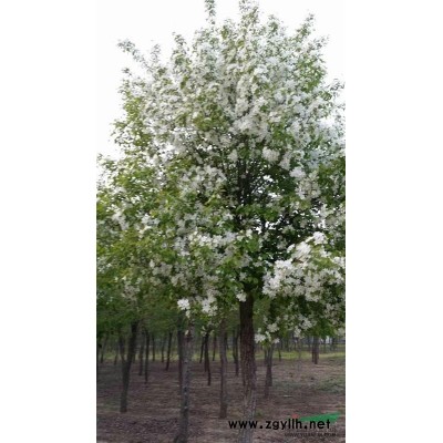 山东地区供应暴马丁香树径10～20公分