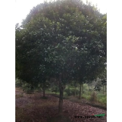 红继木球（工程苗）