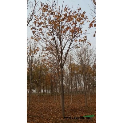 低价供应七叶树，大叶女贞，栾树