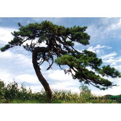 因苗囿地占用,万棵毛桃树急售