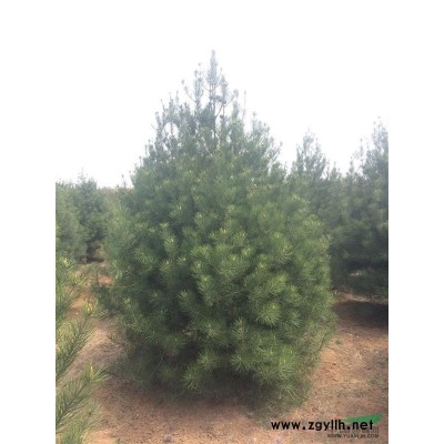 实在人白皮松苗圃基地