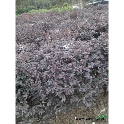 供应龟甲冬青球