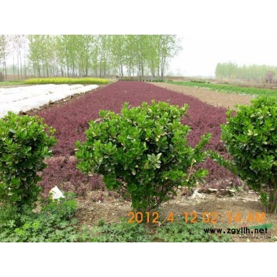 宿迁和信苗木长期出售各种色块苗木