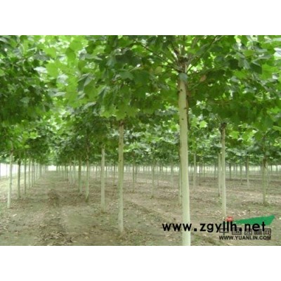 供应山东优质蜀桧