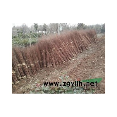 蜀桧床苗*新价格/蜀桧床苗报价