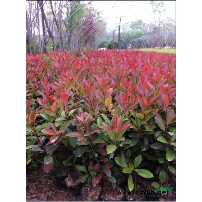 紫叶李供应  紫叶李*新报价  紫叶李图片